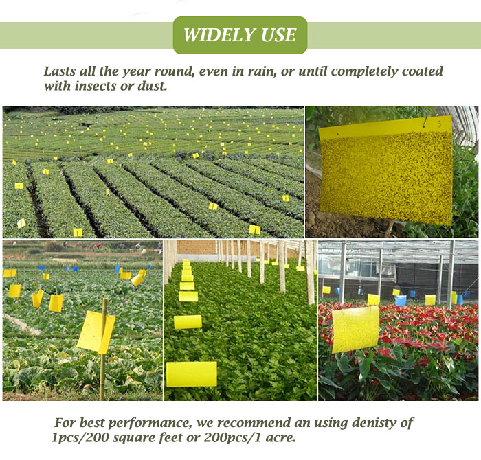 Yellow Sticky Traps for White Flies, Aphids, Fungus Gnats & Leaf Miners